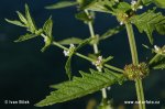 nahled-karbinec-evropsky-0388