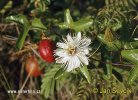 nahled-mucenka--0004