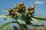 nahled-protez-bazinna-0855