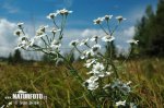 nahled-rebricek-bertram-0839