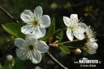 nahled-tresen-krovita-0817