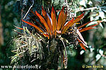 nahled-bromelia--bromelia-sp
