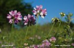nahled-cicorka-pestra-0226