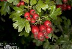 nahled-hloh-jednosemenny-47182