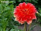 nahled-jirina-wigo-super-xxx1262