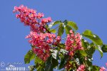 nahled-jirovec-pletovy-56816