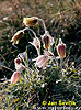 nahled-koniklec-jarni--pulsatilla-vernalis