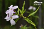 nahled-kycelnice-cibulkonosna-xxx0968