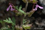 nahled-ozanka-hroznata-0536
