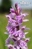 nahled-prstnatec-fuchsuv-pravy-xxx1093