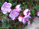 nahled-ruzokernik-cistovity-xxx1134