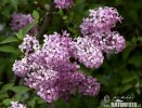 nahled-serik-obecny-56615
