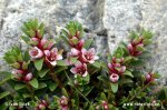 nahled-sivenka-primorska-0161