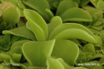 nahled-tucnice-0261