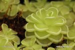 nahled-tucnice-0266