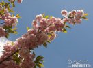 nahled-visen-pilovita-sakura-55916
