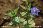 nahled-drchnicka-modra-0009