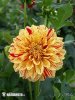 nahled-jirina-gloriosa-xxx1264