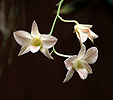 nahled-orchidej-36124