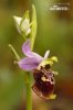 nahled-toric-cmelakovity-xxxholoserica_mg_9445web