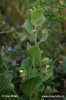 nahled-uporek-pochybny-0222