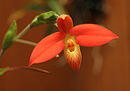 nahled-orchidej-36138