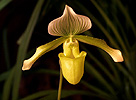 nahled-orchidej-36170