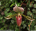 nahled-orchideje-36182