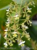 nahled-orchidej--epidendrum-stamfordianum