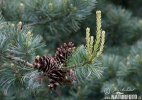 nahled-borovice-limba-6640