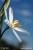 nahled-belozarka-liliovita-0114
