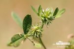 nahled-jetel-malokvety-xxx1181
