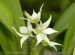 nahled-orchidej--encyclia-fragrans