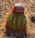 nahled-kaktus--melocactus-caesius-1