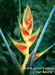 nahled-heliconia--heliconia-sp