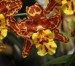nahled-orchidej-36193