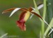 nahled-orchidej--phaius-tankervillae